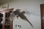 Flying Chinese Ringneck Pheasant Hen Rooster Taxidermy Log Cabin Decor Mount