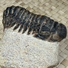 Trilobite - Phacops phacopid