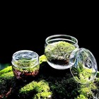 Micro Landscape Moss Glass Bottle Vase Green Plant Microecological Terrarium