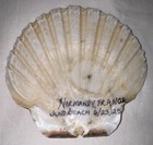 Normandy Juno Beach  France Wwii Shell