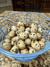Giant White Quails Hatching Eggs-25 Eggs With Extras