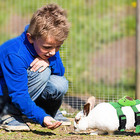 4 Sets Adjustable Bunny Rabbit Harness And Leash Set Small Pet Cute Vest Harness