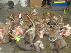 7 1 4 x 23 1 2 x 27   Whitetail Buck Deer Cape Rut Fur Y- Cut Taxidermy  544