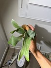 Platycerium Willinckii  ginka  Large Size