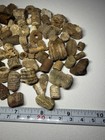 250g Crinoid Fossil Stem Lot Indiana Mississippian Era Exact Items Pictured 1c