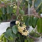 Beauflora Hybrid Jamun   White   Graft   Exotic 1 Bare-root Plant