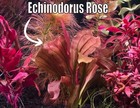Echinodorus Rose Sword Pink Live Aquatic Plants Aquarium Plants Freshwater
