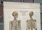 1918 A  J  Nystrom Co American Frohse Anatomical Chart Human Skeleton Max Brodel