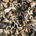 250  Shark Teeth Fossils Bulk Lot - Assorted Colorful Smalls - Summerville Sc