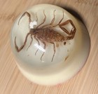 Vtg Paperweight Real Scorpion Encased Small Species Souvenir Taxidermy   
