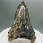 Fossil Megalodon Tooth - 3 52   Venice  Fl - Colorful Land Find