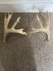 Giant 213  Whitetail Deer Match Set