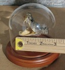 Mounted Rattlesnake Head And Rattle In Glass Dome 
