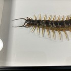 Giant Centipede Real 10in - Scolopendra Insect Taxidermy Display 3d Framed Box