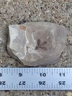 Rare Fossil Flower Ailanthus   Astronium - Green River Fm  Warfield Quarry Wy