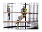 Prevue Pet Products Wrought Iron Flight Cage With Stand F040 Black Bird Cage    