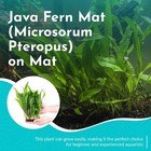 Java Fern Mat  microsorum Pteropus  On Mat Size  Half Mat