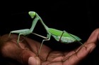 10 Count Giant Asian Mantis  hierodula Membranacea  Nymph L3-l4