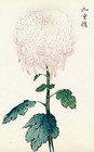 Keika Hasegawa Japanese Woodblock Antique Ukiyo-e Print Chrysanthemum Pink White