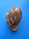 117 1mm   Harpa Major  F      Giant Size  Thick Heavy 122grams   Rare