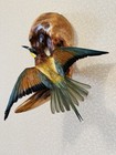 Taxidermy Bird Bee-eater merops Apiaster  Real Bird  Home Decor Souvenir Bird