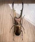 4 Real Stag Beetle Unmounted Specimen Insect Bug Taxidermy Art Collection 
