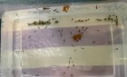 15 Pack Of Freshly Hatched Axolotls Gfp Golden melanoid