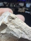 Rare Pennsylvanian Age Trilobite In Same Matrix From Bridgeport Texas