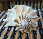 02 Large Atlantic Lightning Whelk Seashell Polished Conch Shell Rare Real 7-8 