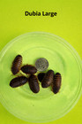 Live Dubia Roaches S m l Qty 50-1000  Free Shipping   Live Arrival