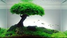 Java Moss On The Rock Aquarium Plants