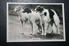 Borzoi  Russian Wolfhound   Vintage 1939 Photo Card  De29m