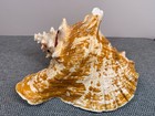 Stunning Pink Queen Conch - Large Adult 4 25lb - 10 5 l X 8 tall - Natural Shell