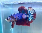 Betta Nemo Koi Male Multi Live Fish Usa High Quality  306