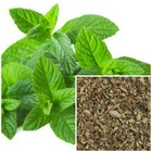 Peppermint  Organic  Soap Making Supplies  Herbal Extracts 