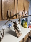 A Rough Scored The Deer Non-typical At 173 1 2