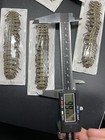 Flat Backed Millipede Unmounted Dried Insect Specimen  one 