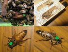 Queen Bee 2025 Mated-marked-laying  Shipping April 28   -  See Listing