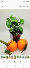 Set Of 4 Satsuma Mandarin Orange Trees  3-5 Inches Tall