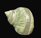 Polished Jade Green Natural Turban Turbo Seashell W  Pearlized Stripes Lrg 3 5 