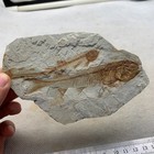 Late Jurassic Wolf Fin Fish Fossil Bony Tongue Fish Fossil