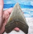 Megalodon Shark Tooth 4 3 4  Sharks Teeth Giant Fossil Real Megladon