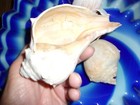 Atlantic Whelk Sea Shell   Seashells  Great For Crafts  Beach Decor  3 Shells