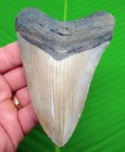 4 95    Megalodon Shark Tooth Real Fossil   Xl Big Jaw Natural Sharks Teeth
