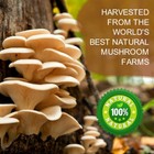 Organic Mushroom Coffee Instant Mushroom Coffee Powder Brain   Immune Boost