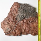 Crinoide Fossil Scyphocrinites Elegans Sea Lily Silurian Pridol Boutchrafin Morocco