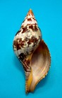 Fasciolaria Bittneri     Dry Tortugas     116 9mm