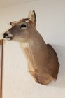 Whitetail Deer Head Shoulder Mount Taxidermy Mount Antler Hunt Rack Mule