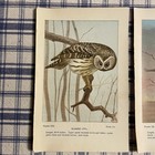 Vintage Owl Prints Lot Of 3 Bird Plates Book Pages Ephemera To Frame Art 5 25x8