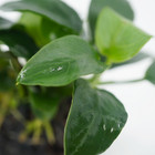 Anubias Nana On Stone Live Plants Aquarium Decoration Freshwater Tank Nature